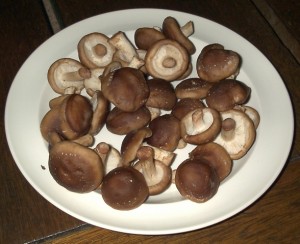 Setas setas shiitake