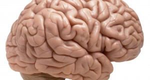 11 datos curiosos sobre el cerebro
